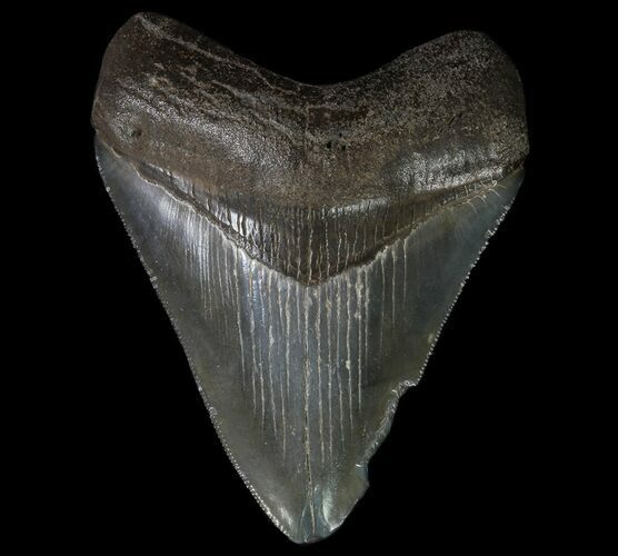 Serrated, Fossil Megalodon Tooth - Georgia #65766